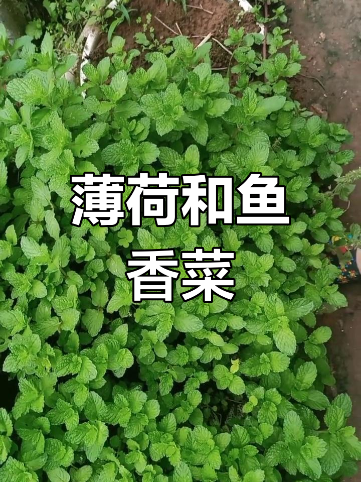 薄荷与鱼香草的区别