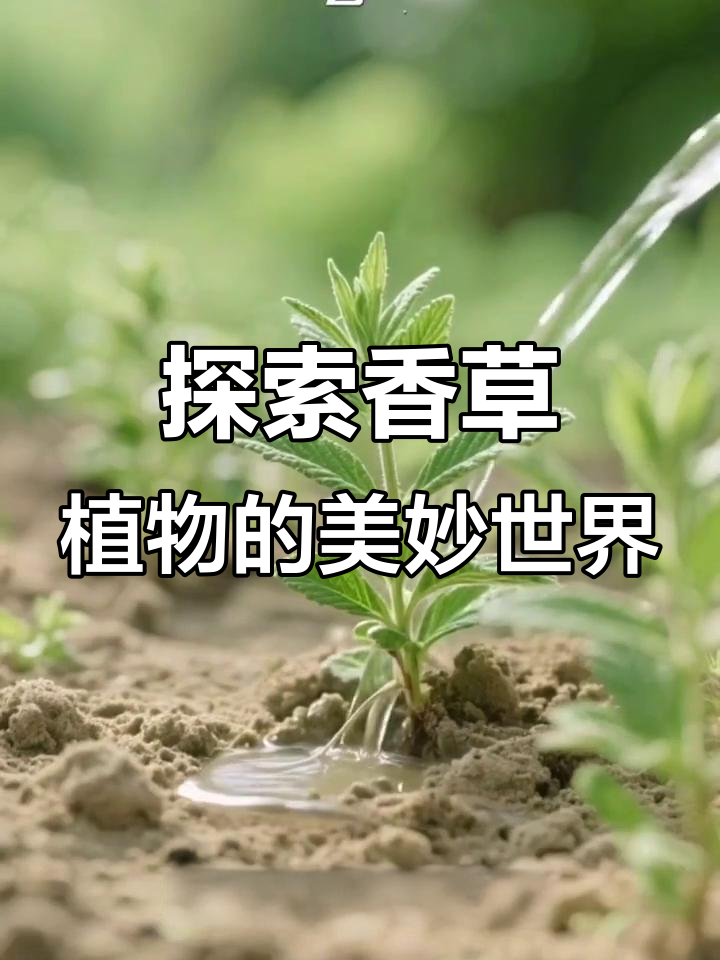 香草植物的香气与功效，带你走进自然疗愈的世界