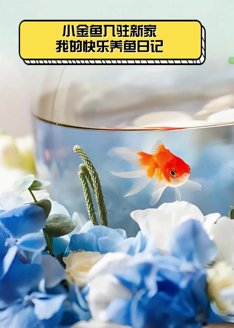 小金鱼入驻新家,我的快乐养鱼日记