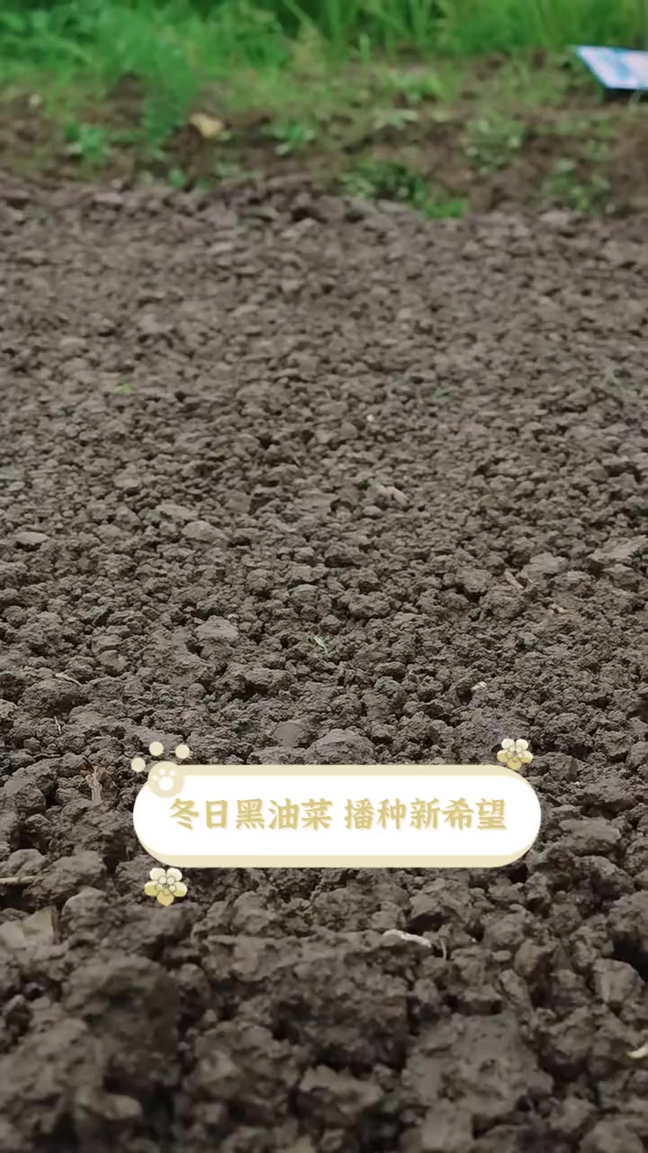 冬日黑油菜,播种新希望