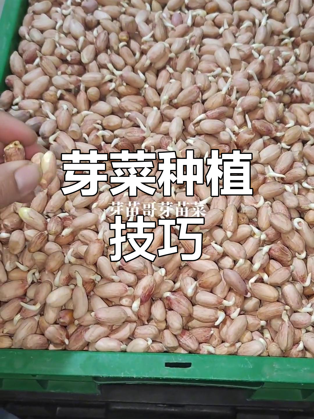 花生种子催芽36小时,挑出不良苗,轻松种植芽菜!