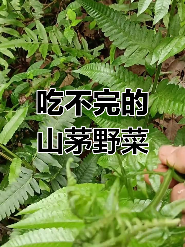 林地里的山茅野菜,吃都吃不完!