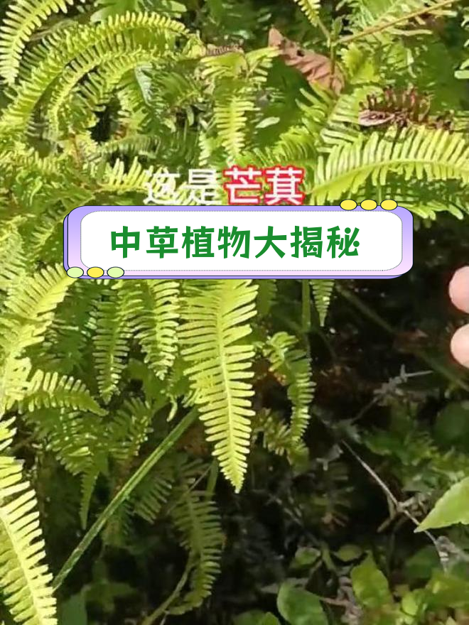 50种常见中草药,你了解它们的名字和功效吗?