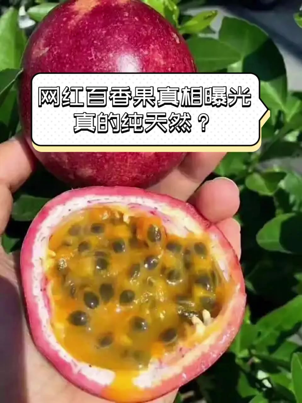 网红百香果真相曝光,真的纯天然?