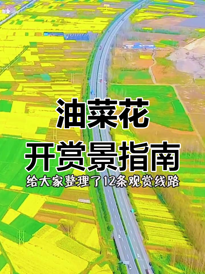 汉中油菜花盛开,12条路线带你尽享最佳观赏时光!