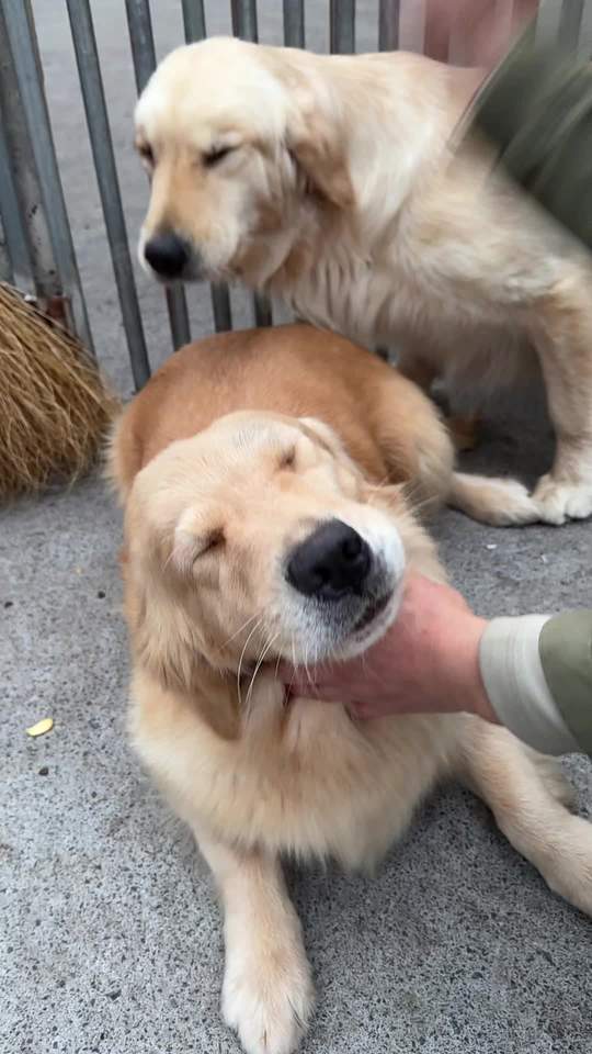 狗肉火锅怎么做好吃?
