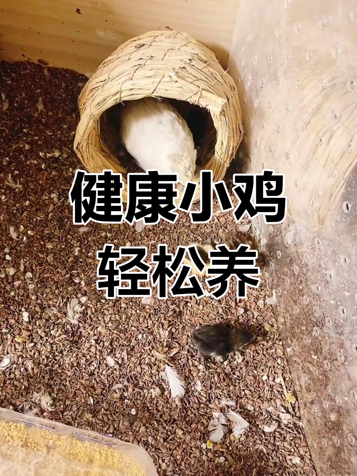 鸡妈妈孵出的小鸡健康又容易养