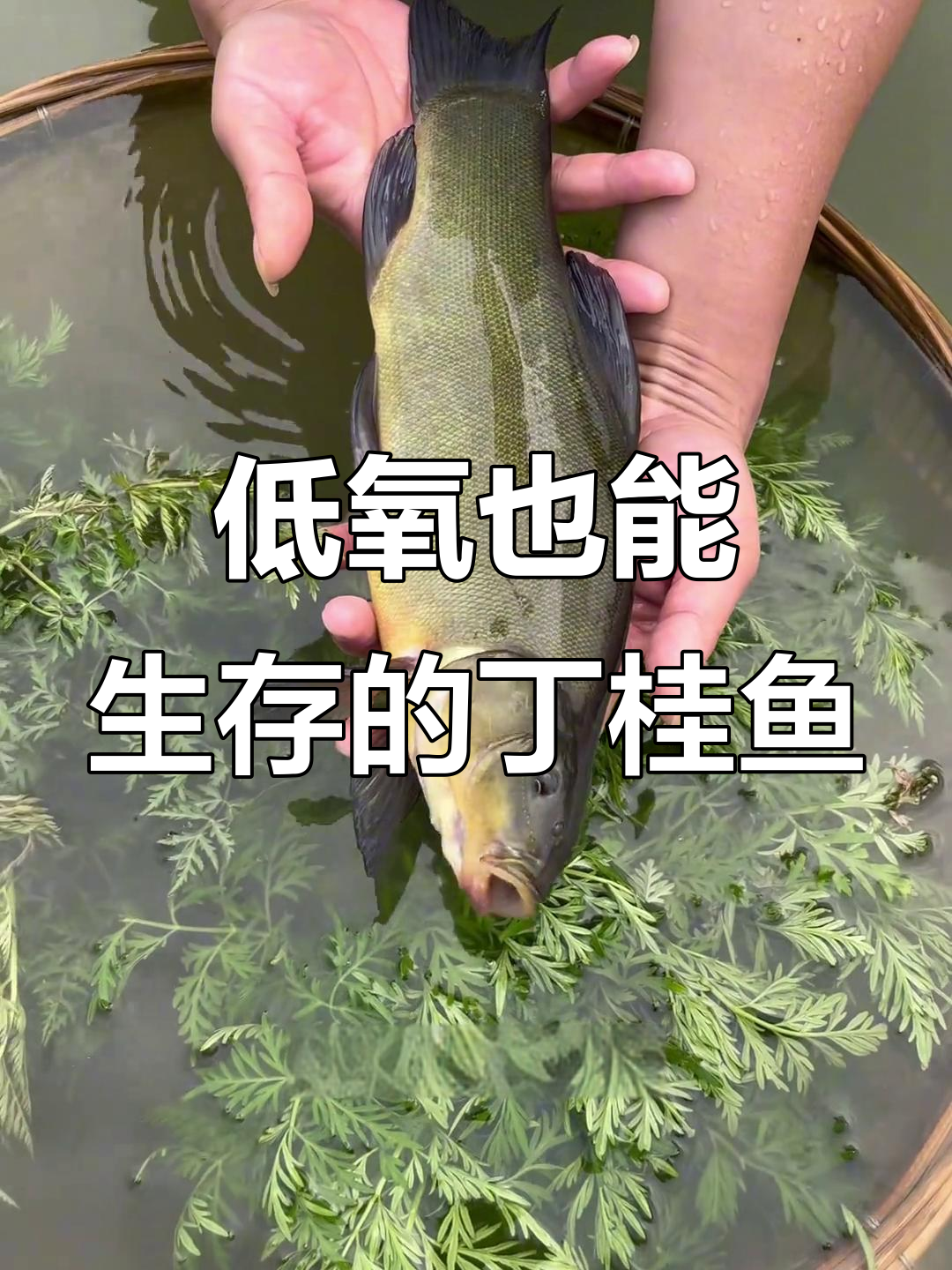 丁桂鱼耐低氧,杂食性强,一年可长2-3斤