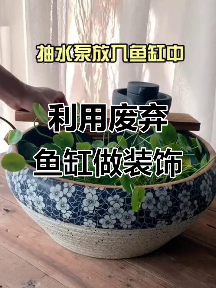 闲置鱼缸变废为宝,打造古法生态小景观