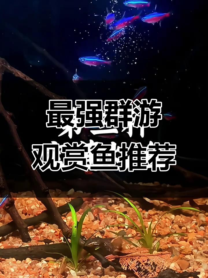 六大最适合群游的热带观赏鱼,新手必看!