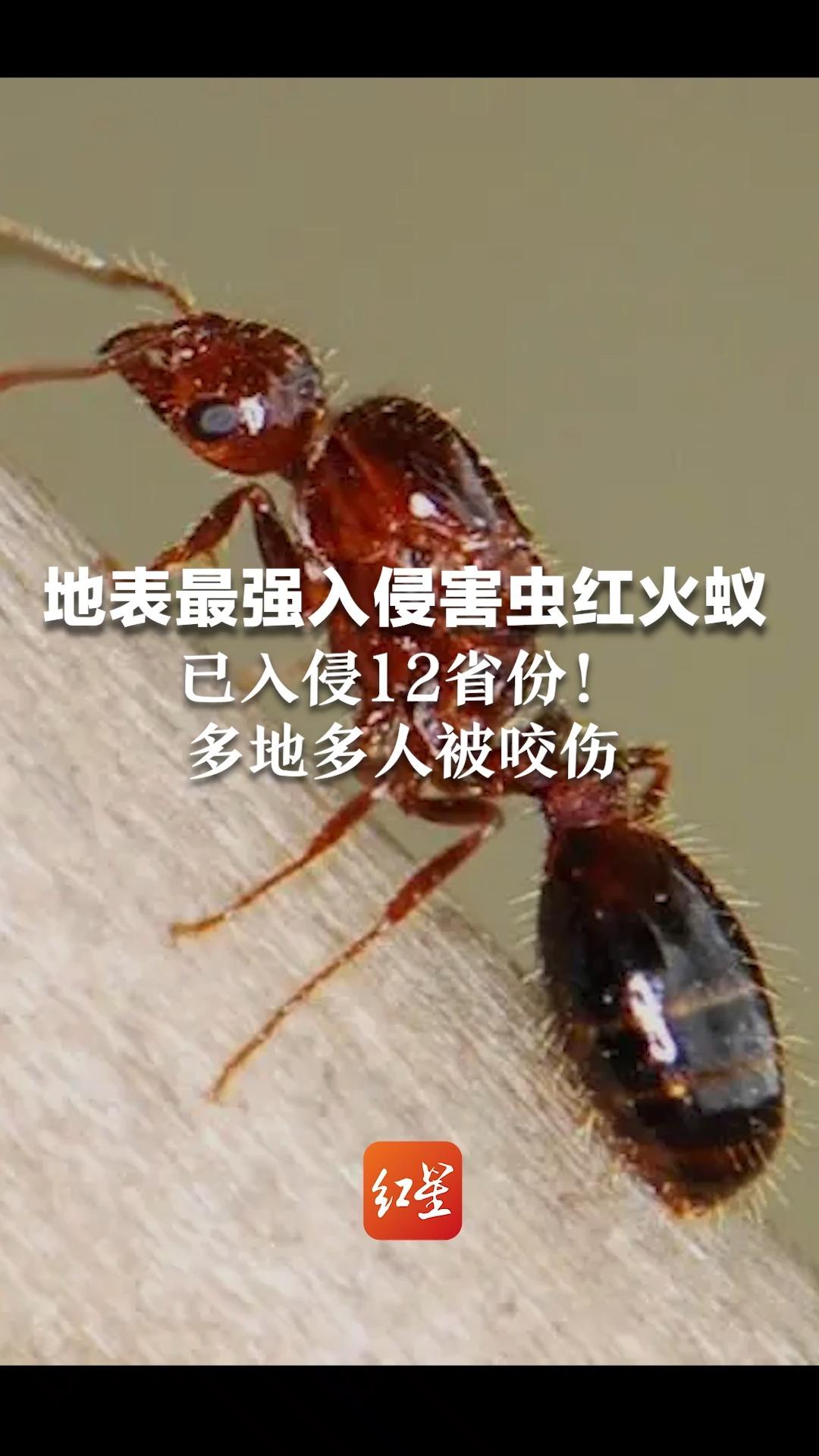 地表最强入侵害虫红火蚁已入侵12省份!多地多人被咬伤,严重可致死
