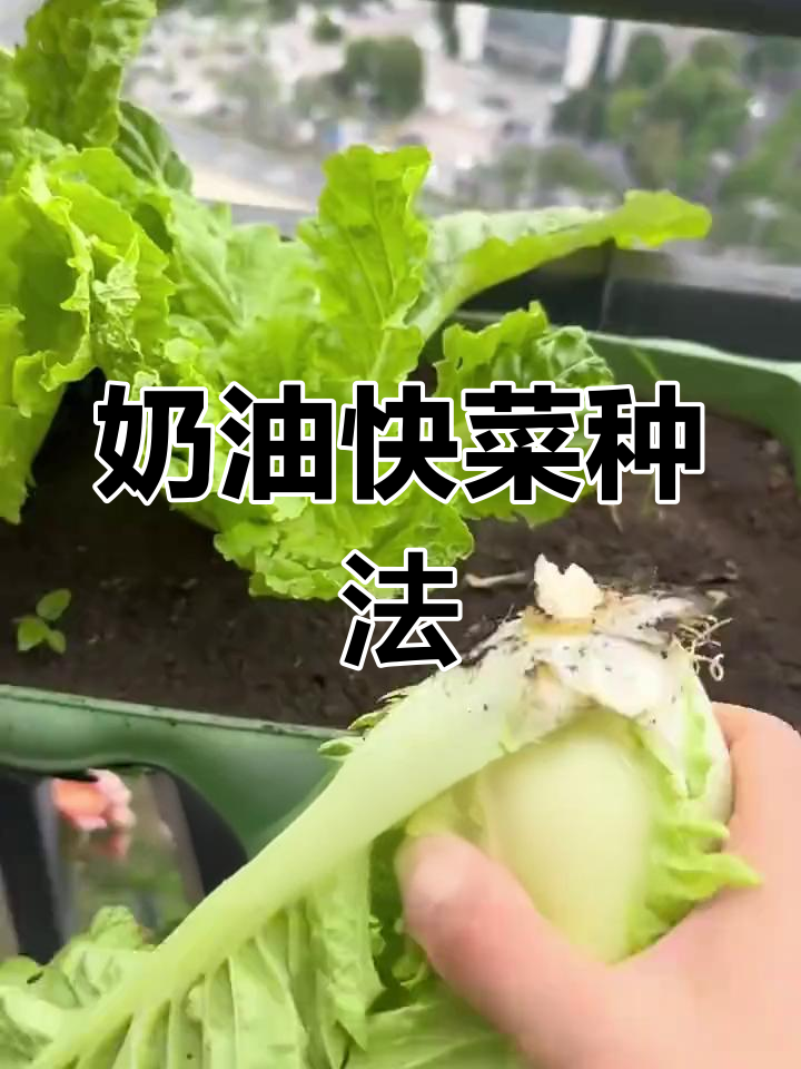 奶油小白菜阳台种植全攻略,一个月快速收获