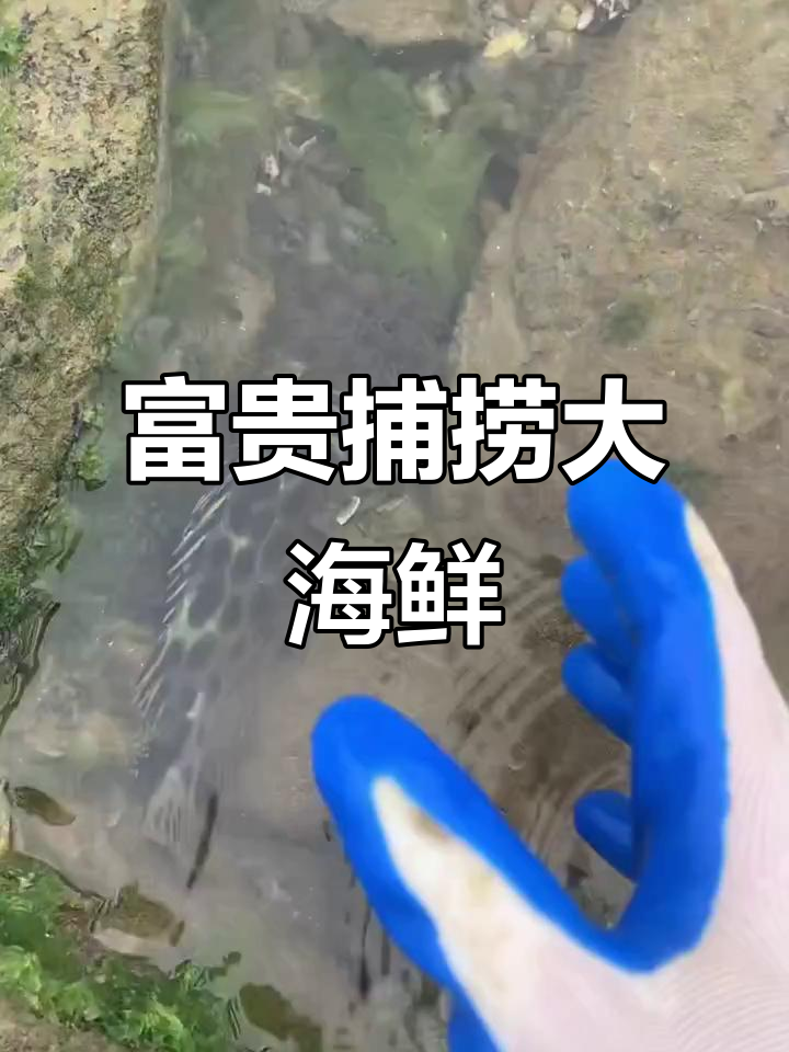 富贵赶海抓大鱼,鳗鱼、石斑统统到手!