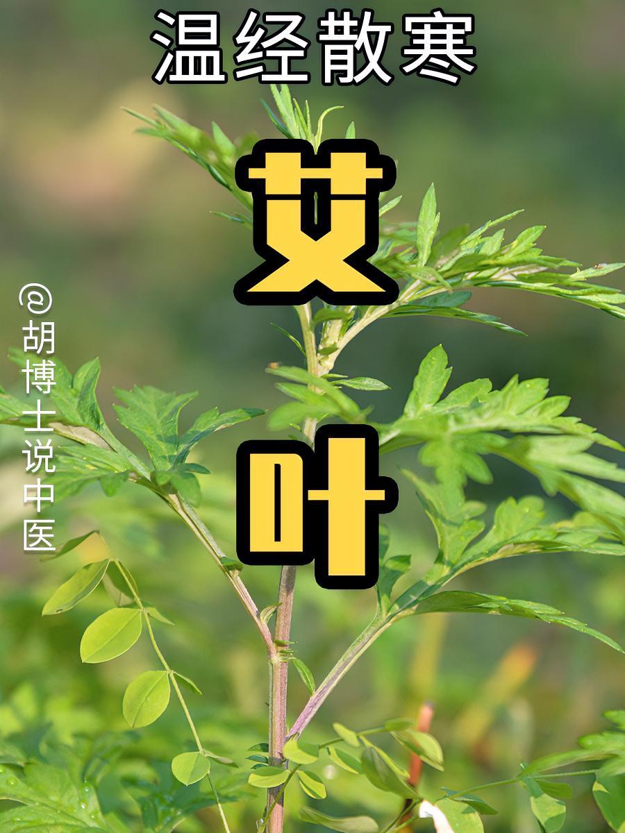 艾叶,艾草 艾叶 艾草 艾叶鸡蛋 中草药 胡博士说中医