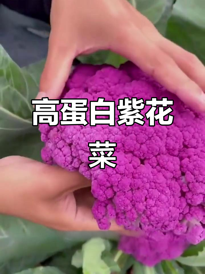 紫花菜:美丽又营养,蛋白质丰富如牛奶