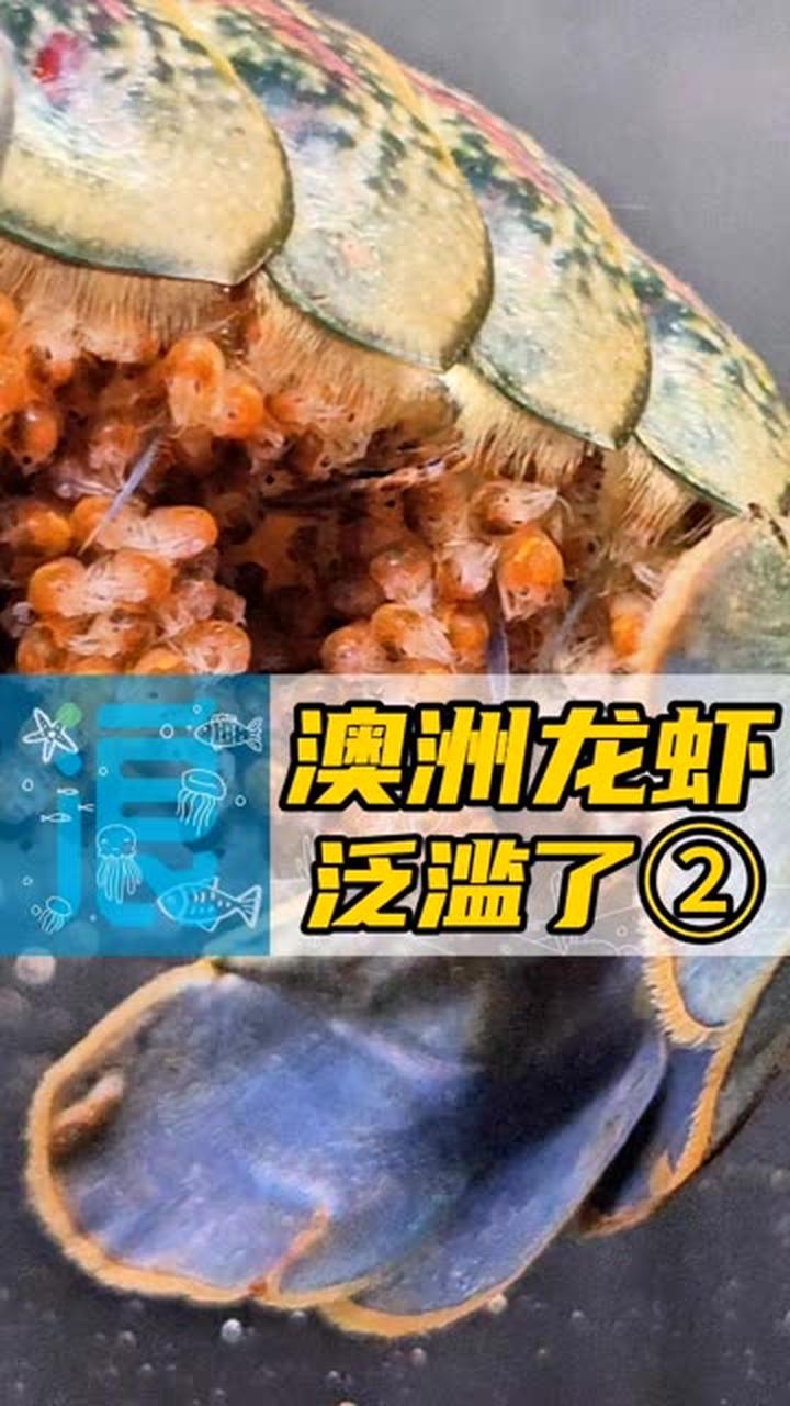 澳洲龙虾要在我家泛滥，小龙虾模样初现啦