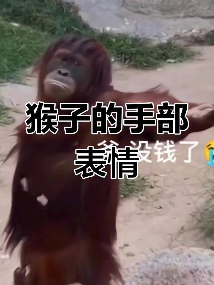 猴子伸手讨要表情包