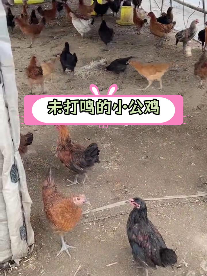 散养小公鸡的营养价值与发育优势