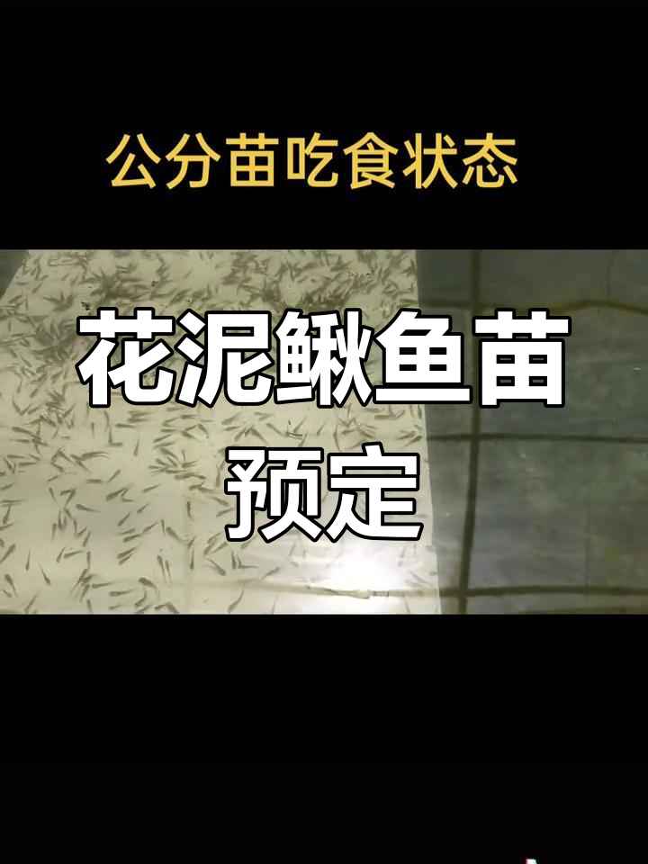 东北花泥鳅鱼与人工繁育,预订开始!