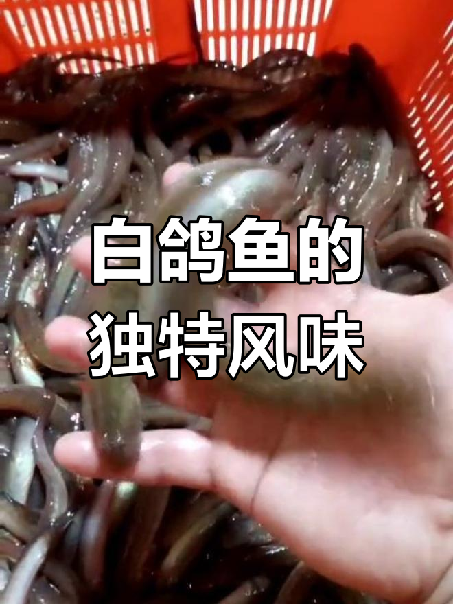 广东人叫白鸽鱼,这种美味你吃过吗?