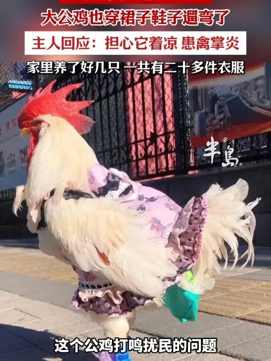 起猛了,大公鸡也穿着LO裙遛弯了。主人回应:家里不止一只,有二十多件衣服(半岛全媒体记者: