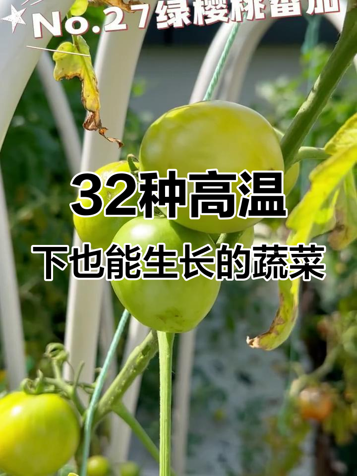 夏季菜园必备!这些耐热蔬菜让你丰收无忧