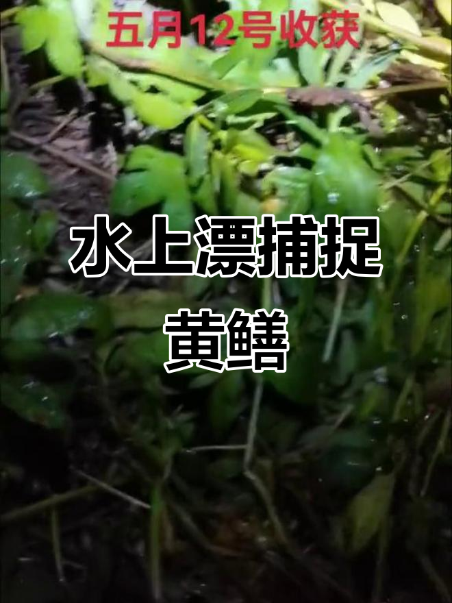 水上漂捕捞,兄弟们帮忙看看这网能抓到多少黄鳝和昂刺鱼