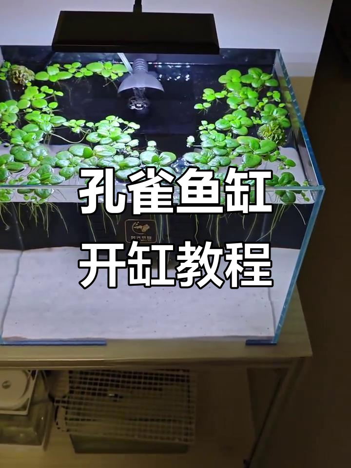新手必看！孔雀鱼缸开缸全攻略，器材清单超详细