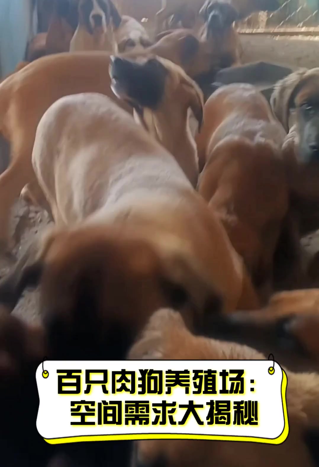 百只肉狗养殖场:空间需求大揭秘