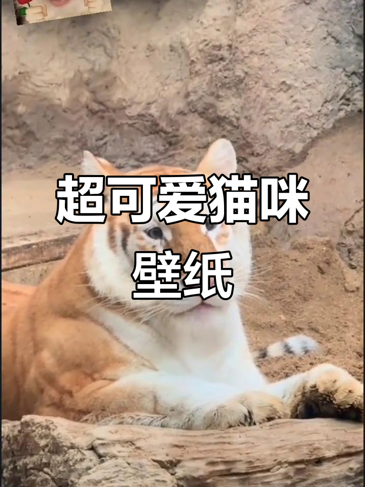 谁能抗拒这些超萌小猫壁纸?