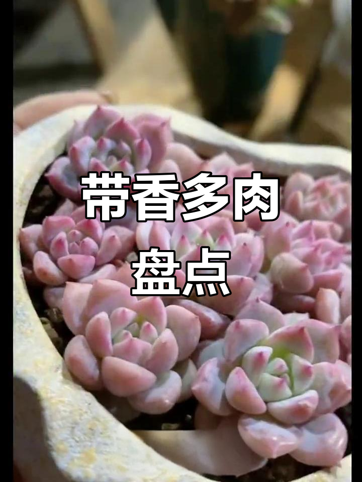 10种香气扑鼻的多肉品种，清新空气又治愈