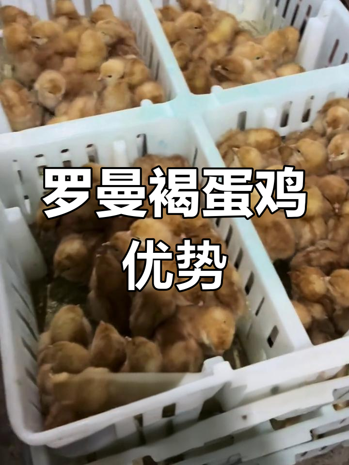 德国罗曼褐蛋鸡:科学养殖,提升效益
