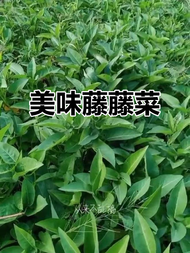 四川藤藤菜：甜美又实惠，吃了让人年轻健康