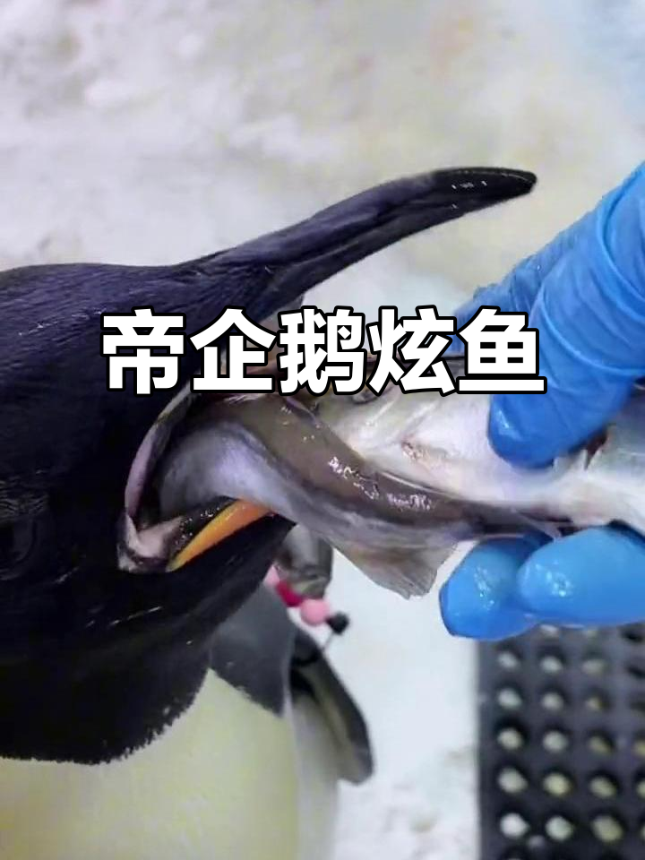 帝企鹅181迈着萌步过来抢鱼干,快来看它走路的样子!