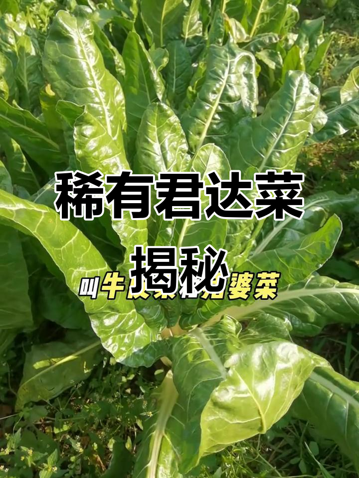 古老蔬菜君达菜,曾是猪食如今变珍宝