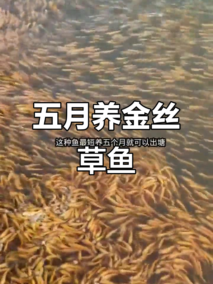 金丝草鱼苗养殖技巧:五个月出塘,利润翻倍