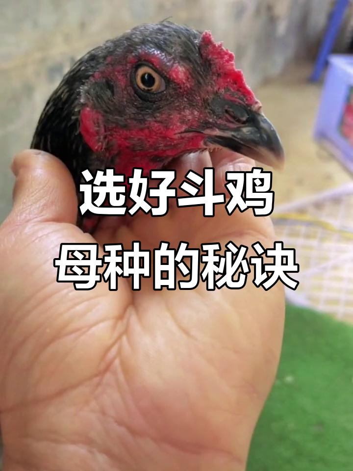 如何挑选优质斗鸡母种?体型比例才是关键