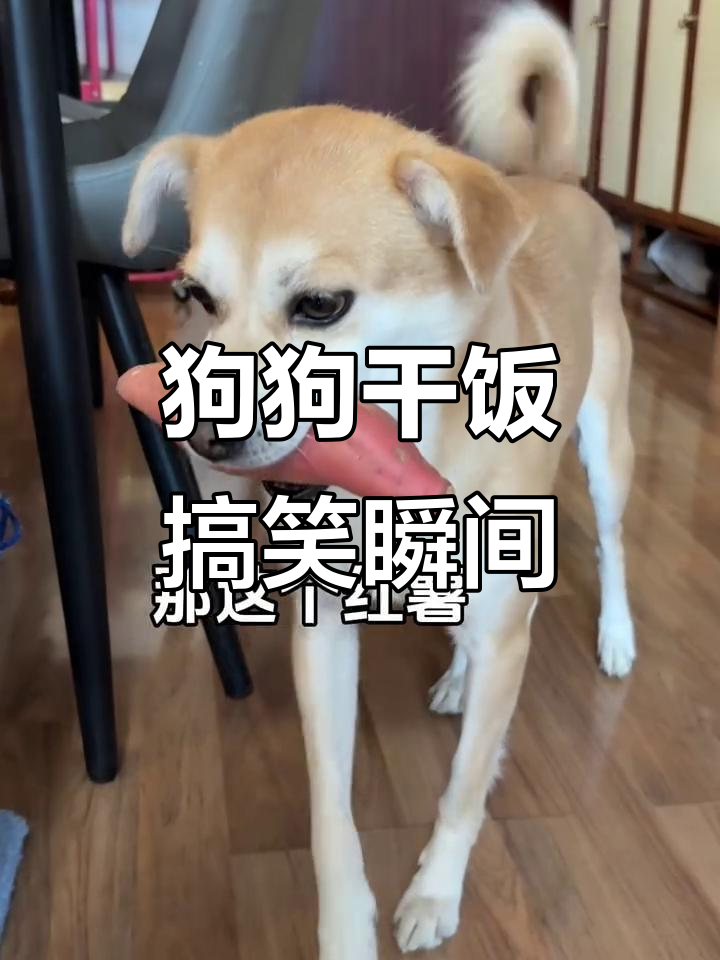 狗狗吃红烧肉,吃完放不停,笑到不行