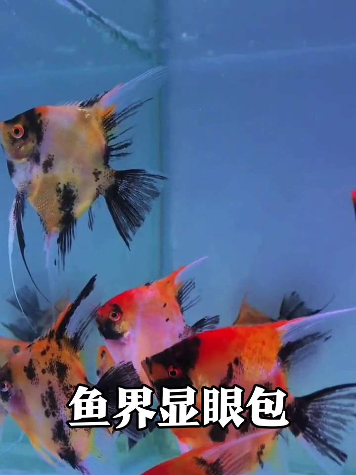 鱼缸变秀场!花里胡哨的鱼把游泳游成时装周