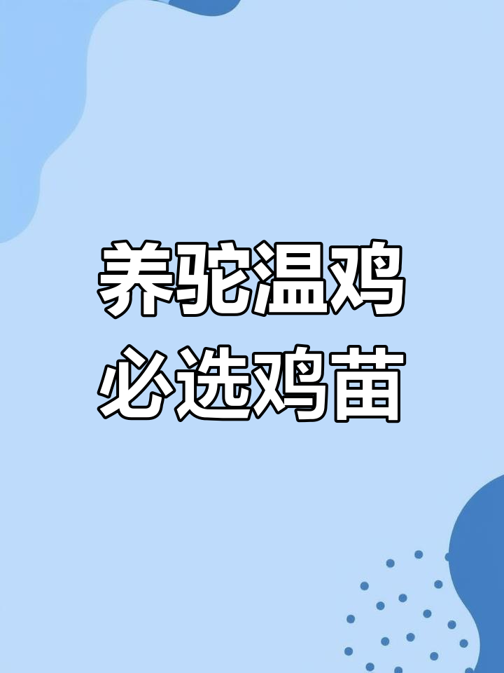 贵州四川重庆养鸡必备,快大型梁凤花与八二入鸡苗推荐