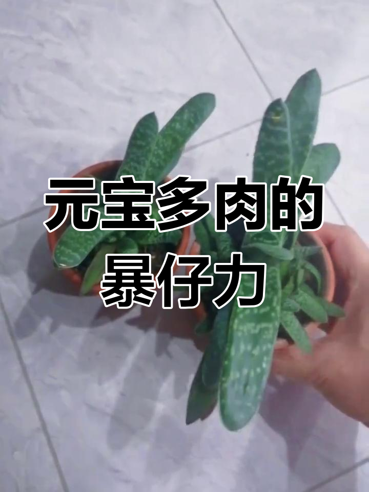 这种多肉叫做元宝,爆仔能力超强!