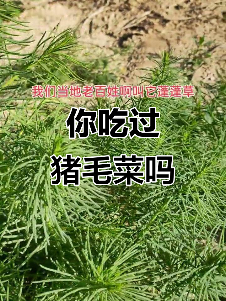 夏季最受欢迎的野菜,猪毛菜的别名你知道吗?