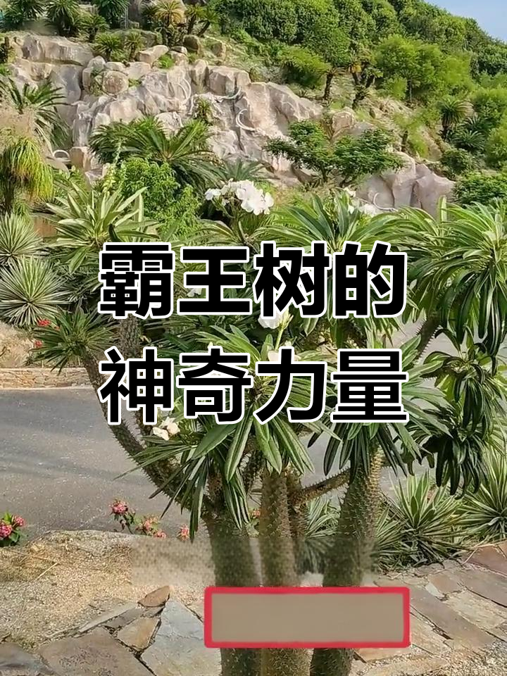非洲霸王树:珍稀多肉植物,净化空气的“绿墙”