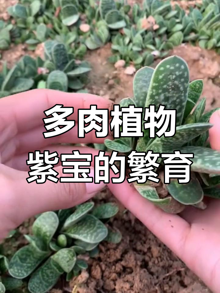紫宝多肉:繁殖小技巧,轻松扦插成新植株