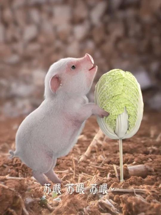 小猪拱白菜