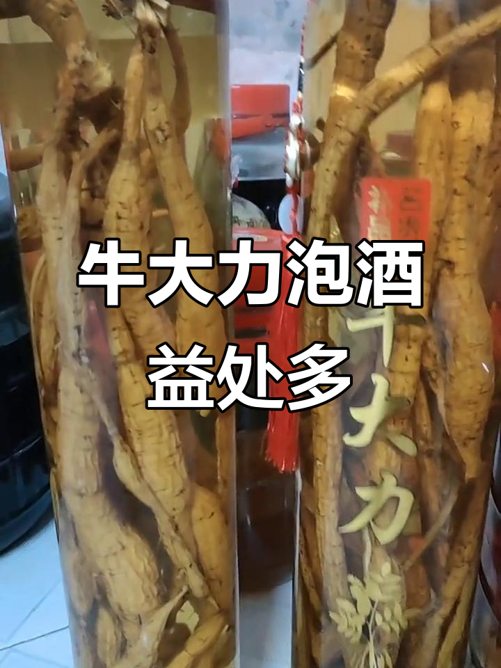 牛大力泡酒,补肝肾、强筋骨,睡眠质量提升!