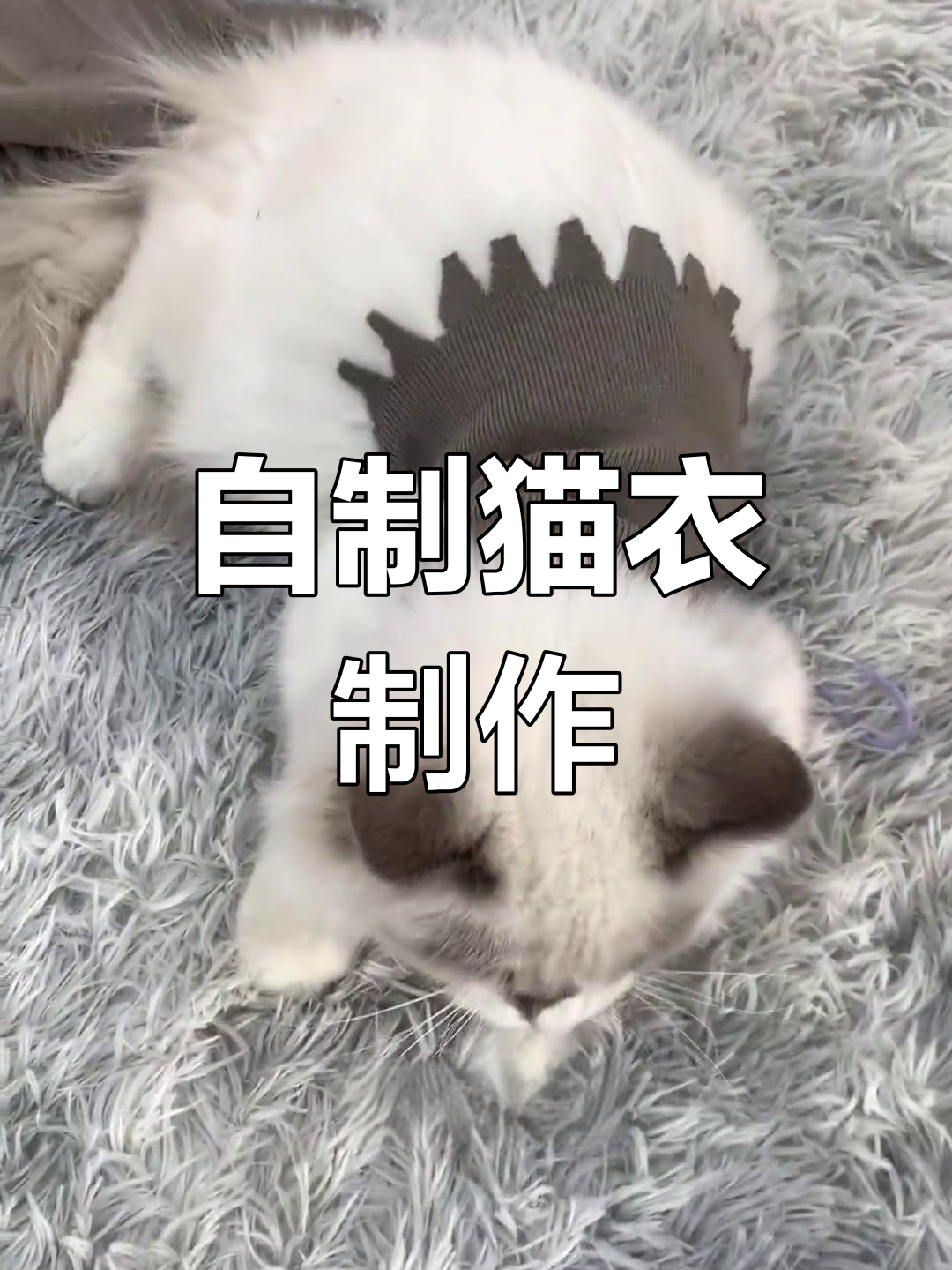 旧物改造:自制猫咪衣服教程