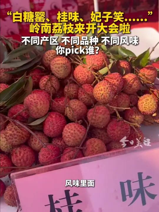 “白糖罂、桂味、妃子笑……”广东各产地的岭南荔枝来6·6 给“荔”节“开大会”啦。不同产区