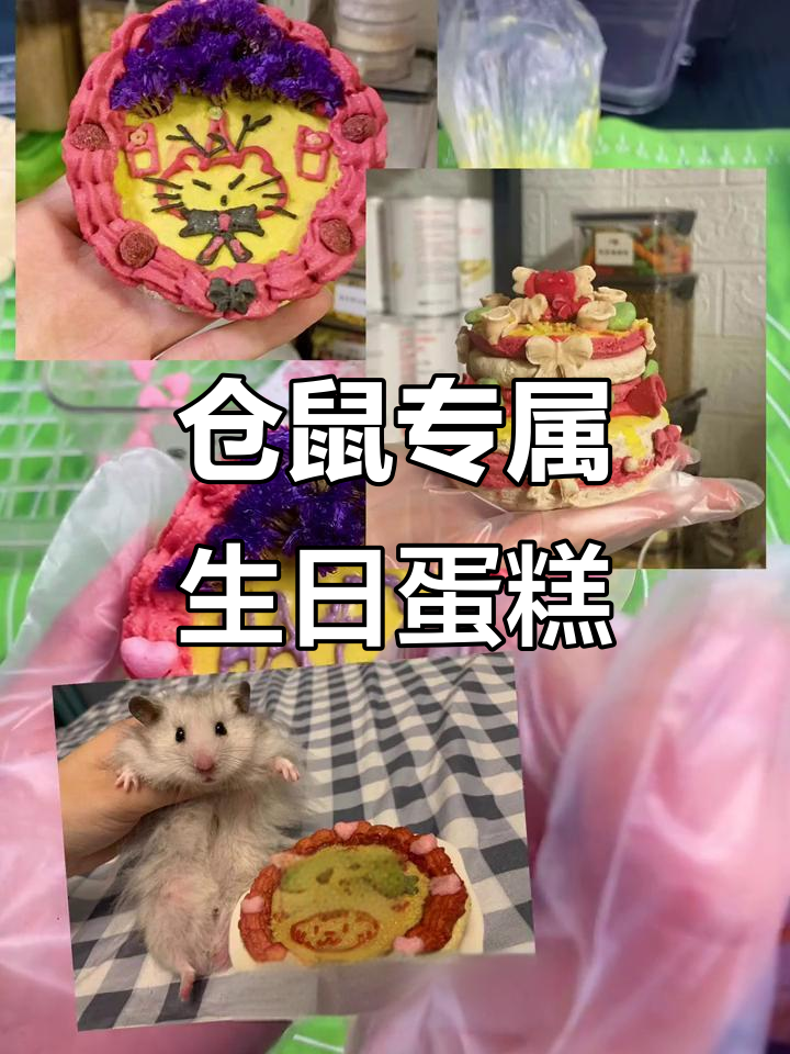 仓鼠生日蛋糕定制,磨牙又可爱!