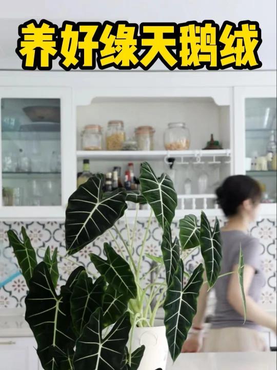 谁说北方养不好绿天鹅绒?